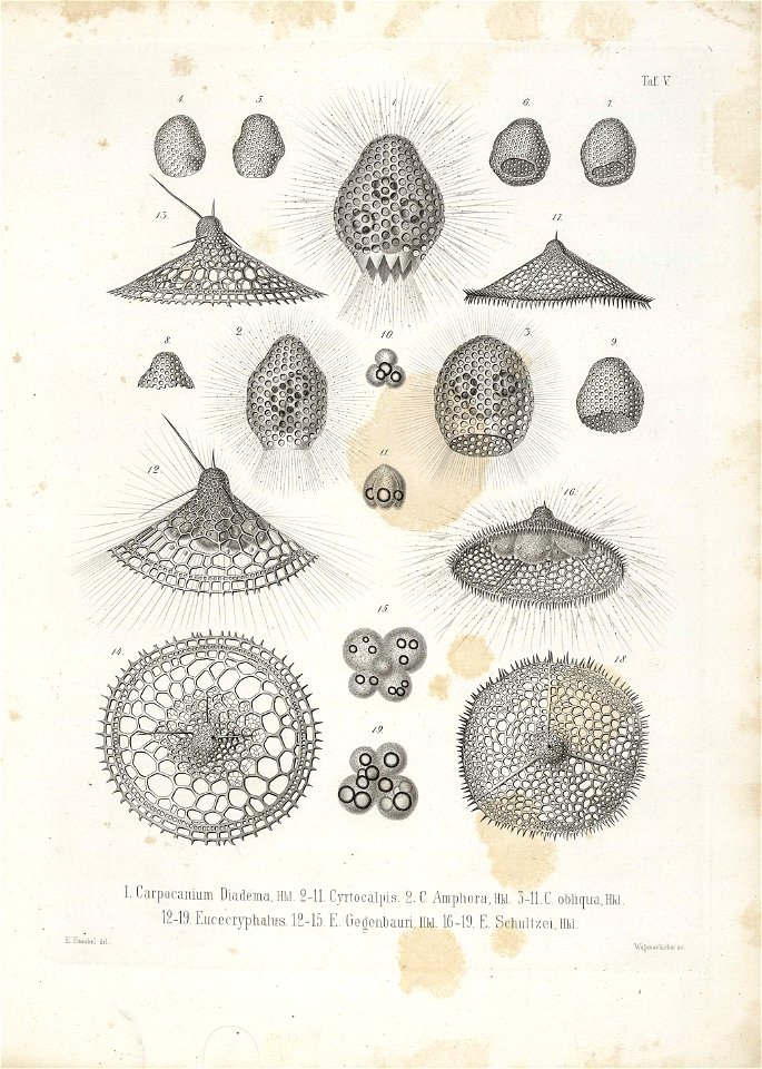 Die Radiolarien (Rhizopoda radiata) - Ernst Haeckel - Tafel 06