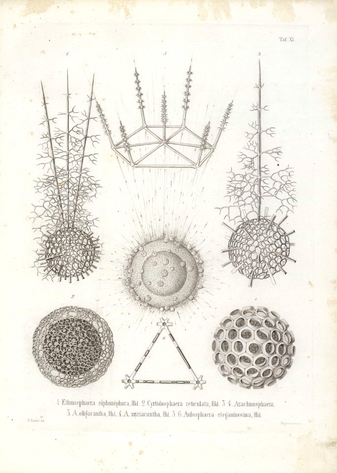 Die Radiolarien (Rhizopoda radiata) - Ernst Haeckel - Tafel 12