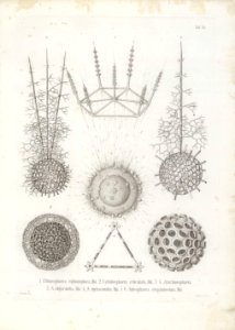 Die Radiolarien (Rhizopoda radiata) - Ernst Haeckel - Tafel 12
