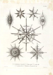 Die Radiolarien (Rhizopoda radiata) - Ernst Haeckel - Tafel 18