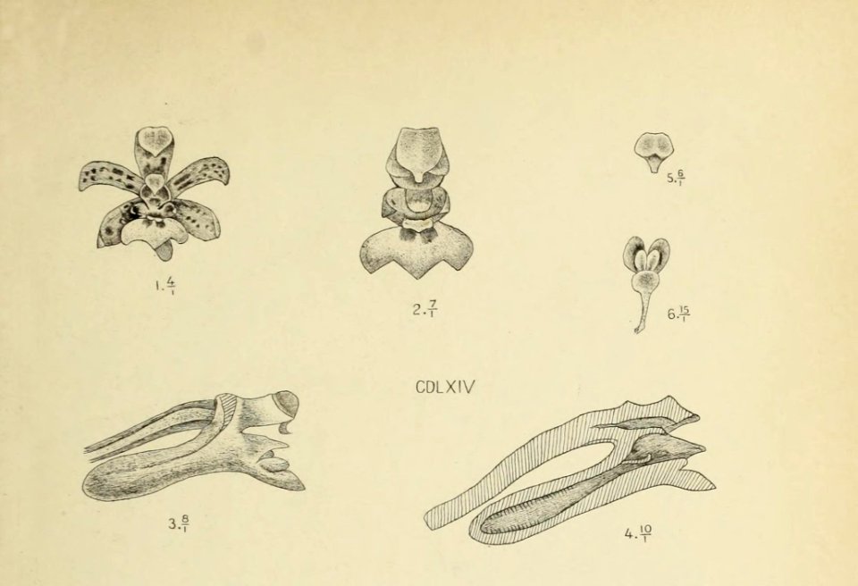 Die Orchideen von Java - fig. 464-465 (1912) - cropped 1