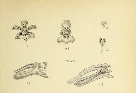 Die Orchideen von Java - fig. 464-465 (1912) - cropped 1