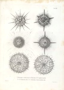 Die Radiolarien (Rhizopoda radiata) - Ernst Haeckel - Tafel 24