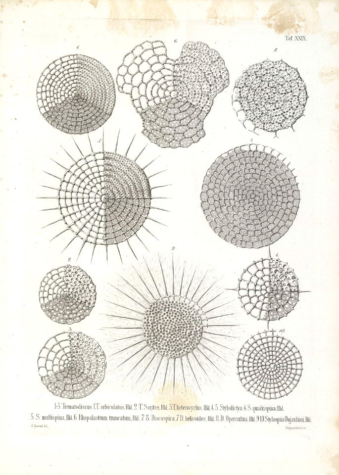 Die Radiolarien (Rhizopoda radiata) - Ernst Haeckel - Tafel 30