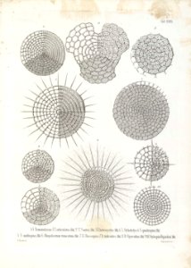 Die Radiolarien (Rhizopoda radiata) - Ernst Haeckel - Tafel 30