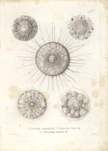 Die Radiolarien (Rhizopoda radiata) - Ernst Haeckel - Tafel 03