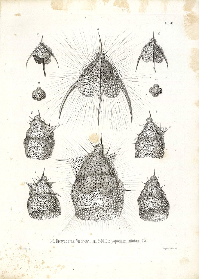 Die Radiolarien (Rhizopoda radiata) - Ernst Haeckel - Tafel 09