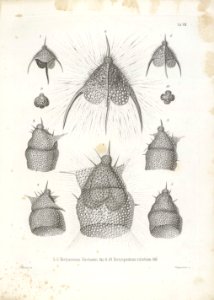 Die Radiolarien (Rhizopoda radiata) - Ernst Haeckel - Tafel 09