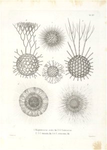 Die Radiolarien (Rhizopoda radiata) - Ernst Haeckel - Tafel 15