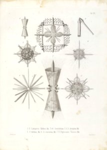 Die Radiolarien (Rhizopoda radiata) - Ernst Haeckel - Tafel 21