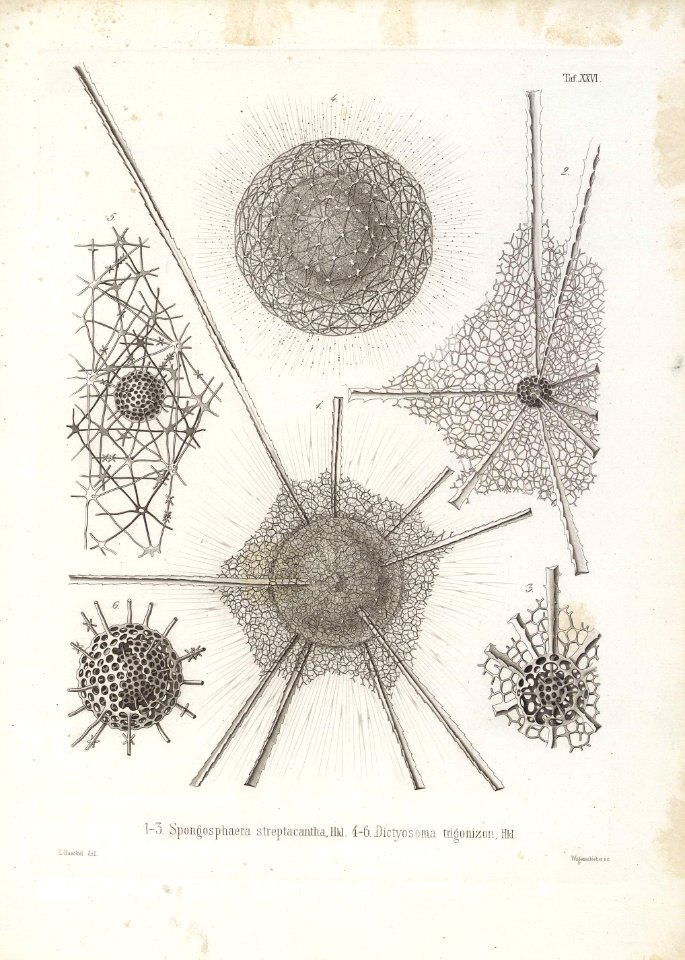 Die Radiolarien (Rhizopoda radiata) - Ernst Haeckel - Tafel 27