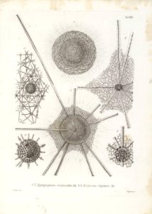 Die Radiolarien (Rhizopoda radiata) - Ernst Haeckel - Tafel 27