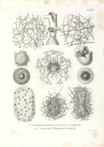 Die Radiolarien (Rhizopoda radiata) - Ernst Haeckel - Tafel 33