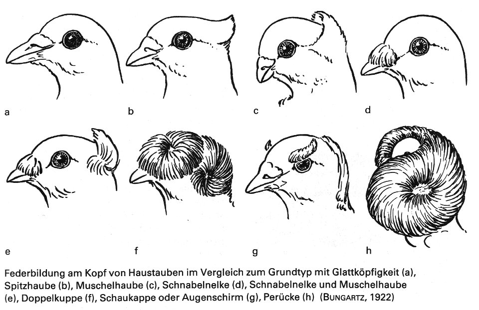 Die Taube, 1984, 0010