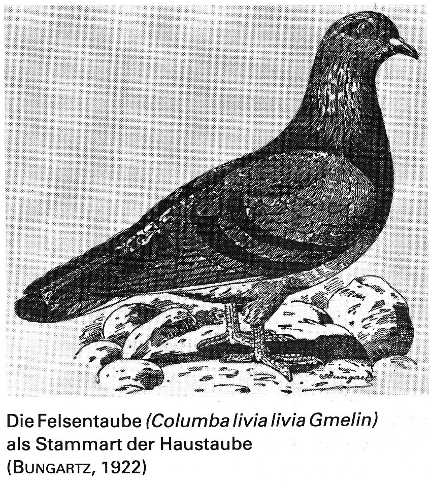 Die Taube, 1984, 0001