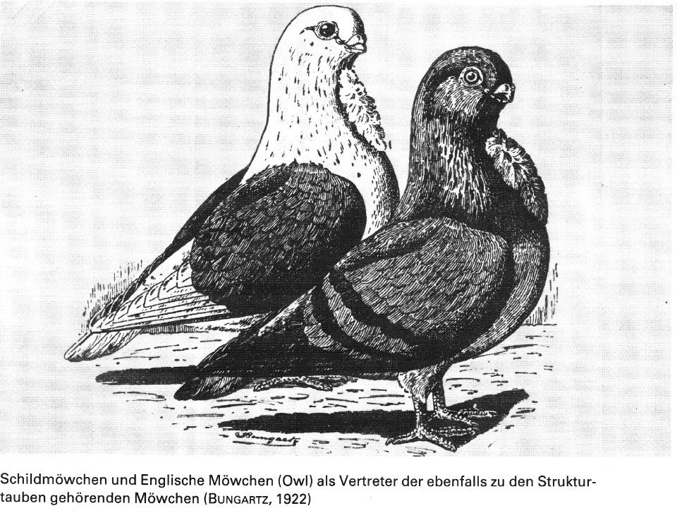 Die Taube, 1984, 0020