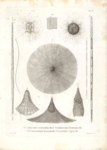 Die Radiolarien (Rhizopoda radiata) - Ernst Haeckel - Tafel 05