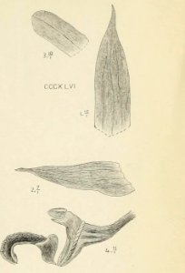 Die Orchideen von Java - fig. 345-348 (1911) - cropped 2