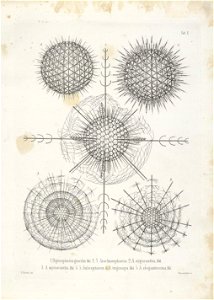 Die Radiolarien (Rhizopoda radiata) - Ernst Haeckel - Tafel 11