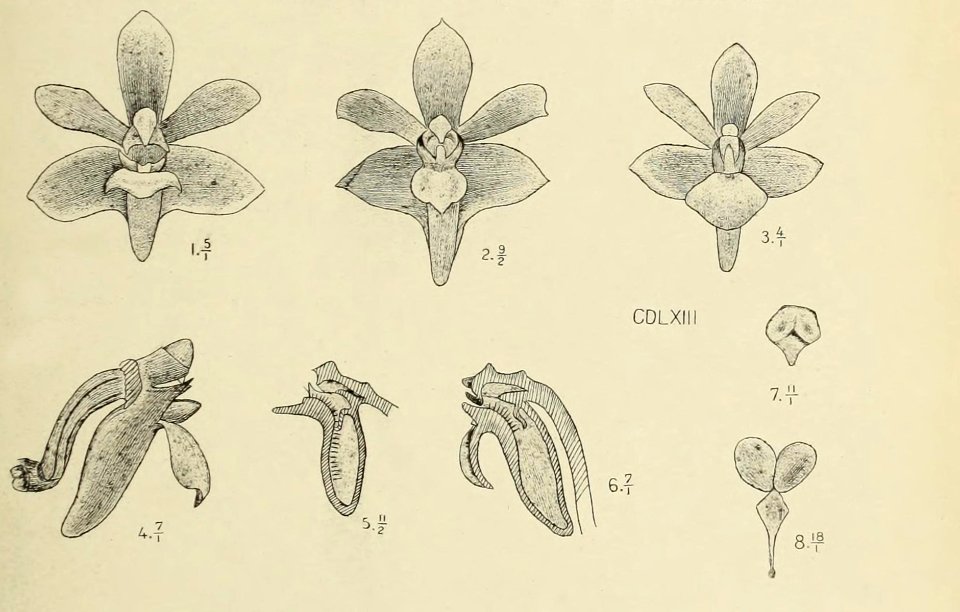 Die Orchideen von Java - fig. 462-463 (1912) - cropped 2
