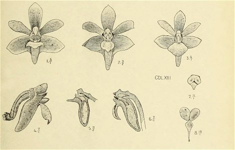 Die Orchideen von Java - fig. 462-463 (1912) - cropped 2