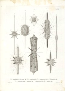 Die Radiolarien (Rhizopoda radiata) - Ernst Haeckel - Tafel 17