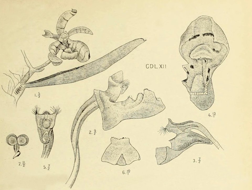 Die Orchideen von Java - fig. 462-463 (1912) - cropped 1
