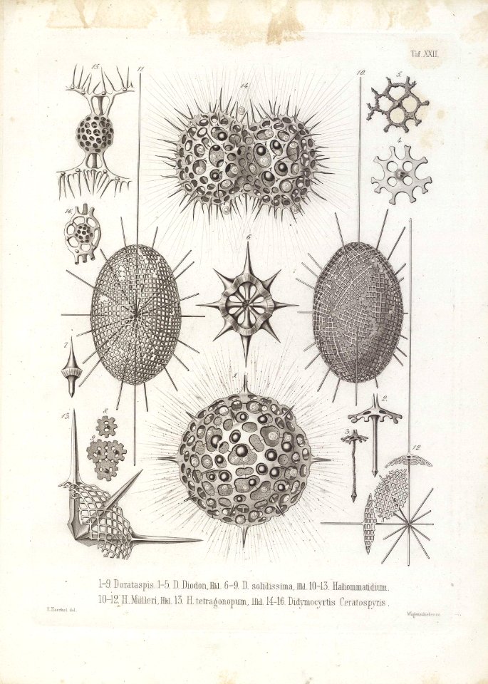 Die Radiolarien (Rhizopoda radiata) - Ernst Haeckel - Tafel 23
