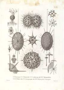 Die Radiolarien (Rhizopoda radiata) - Ernst Haeckel - Tafel 23