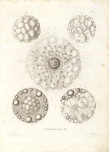 Die Radiolarien (Rhizopoda radiata) - Ernst Haeckel - Tafel 02