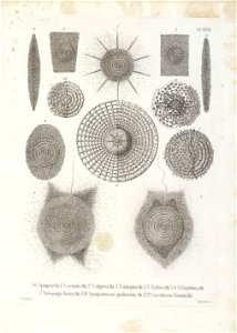 Die Radiolarien (Rhizopoda radiata) - Ernst Haeckel - Tafel 29