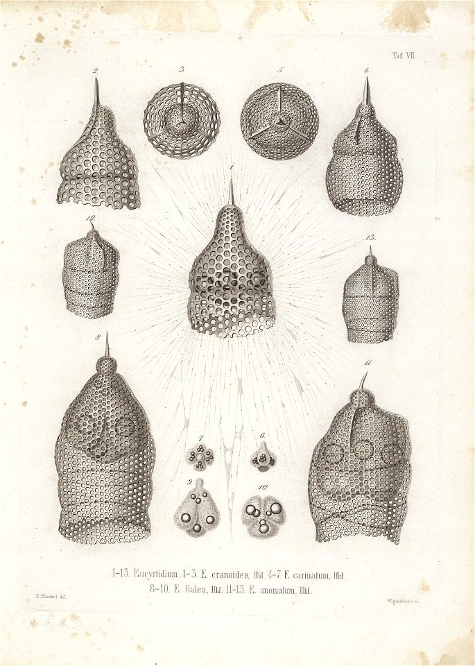 Die Radiolarien (Rhizopoda radiata) - Ernst Haeckel - Tafel 08