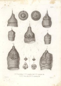 Die Radiolarien (Rhizopoda radiata) - Ernst Haeckel - Tafel 08