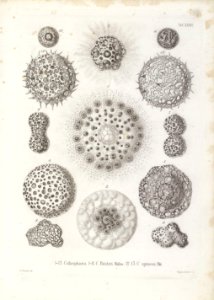 Die Radiolarien (Rhizopoda radiata) - Ernst Haeckel - Tafel 35