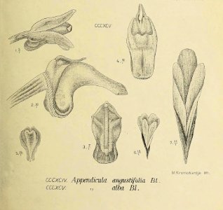 Die Orchideen von Java - fig. 394-395 (1912) - cropped 2