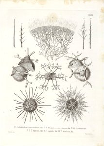 Die Radiolarien (Rhizopoda radiata) - Ernst Haeckel - Tafel 14