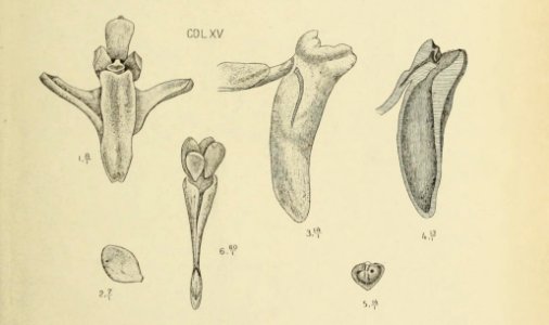 Die Orchideen von Java - fig. 464-465 (1912) - cropped 2