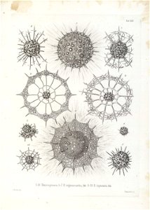 Die Radiolarien (Rhizopoda radiata) - Ernst Haeckel - Tafel 26