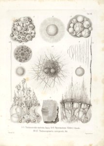 Die Radiolarien (Rhizopoda radiata) - Ernst Haeckel - Tafel 04
