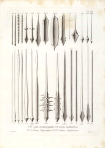 Die Radiolarien (Rhizopoda radiata) - Ernst Haeckel - Tafel 19