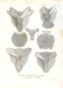 Die Radiolarien (Rhizopoda radiata) - Ernst Haeckel - Tafel 32