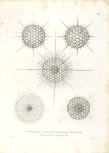 Die Radiolarien (Rhizopoda radiata) - Ernst Haeckel - Tafel 10