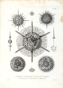 Die Radiolarien (Rhizopoda radiata) - Ernst Haeckel - Tafel 25