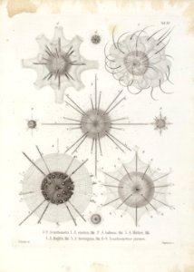 Die Radiolarien (Rhizopoda radiata) - Ernst Haeckel - Tafel 16