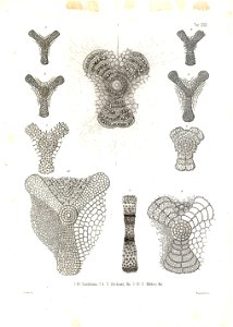 Die Radiolarien (Rhizopoda radiata) - Ernst Haeckel - Tafel 31