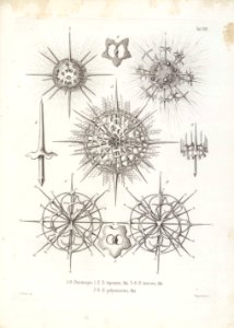 Die Radiolarien (Rhizopoda radiata) - Ernst Haeckel - Tafel 22