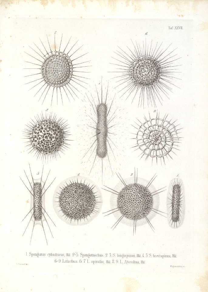 Die Radiolarien (Rhizopoda radiata) - Ernst Haeckel - Tafel 28