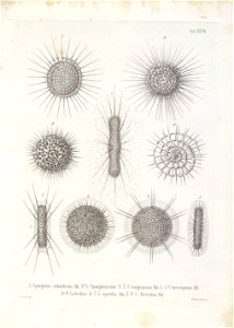 Die Radiolarien (Rhizopoda radiata) - Ernst Haeckel - Tafel 28