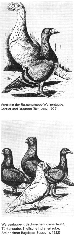 Die Taube, 1984, 0009