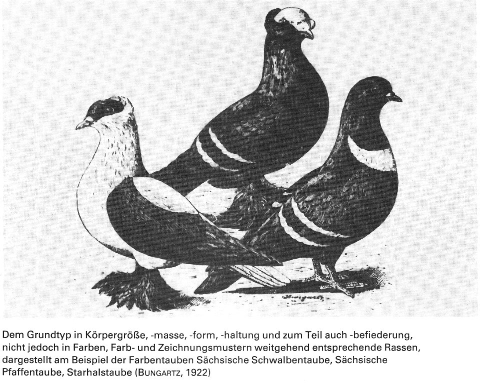 Die Taube, 1984, 0025